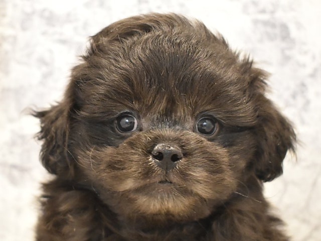 2024年3月3日生まれのハーフ犬の1枚目の写真